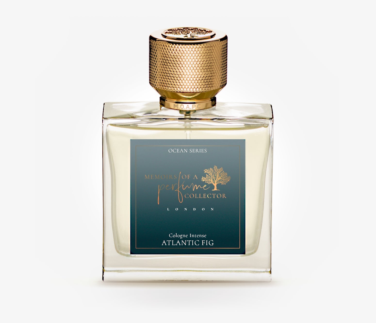 Atlantic Fig